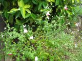 Salvia coccinea. Цветущее растение. Австралия, г. Брисбен, пригород Сандгейт, в культуре. 31.10.2015.