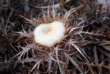 Carlina gummifera