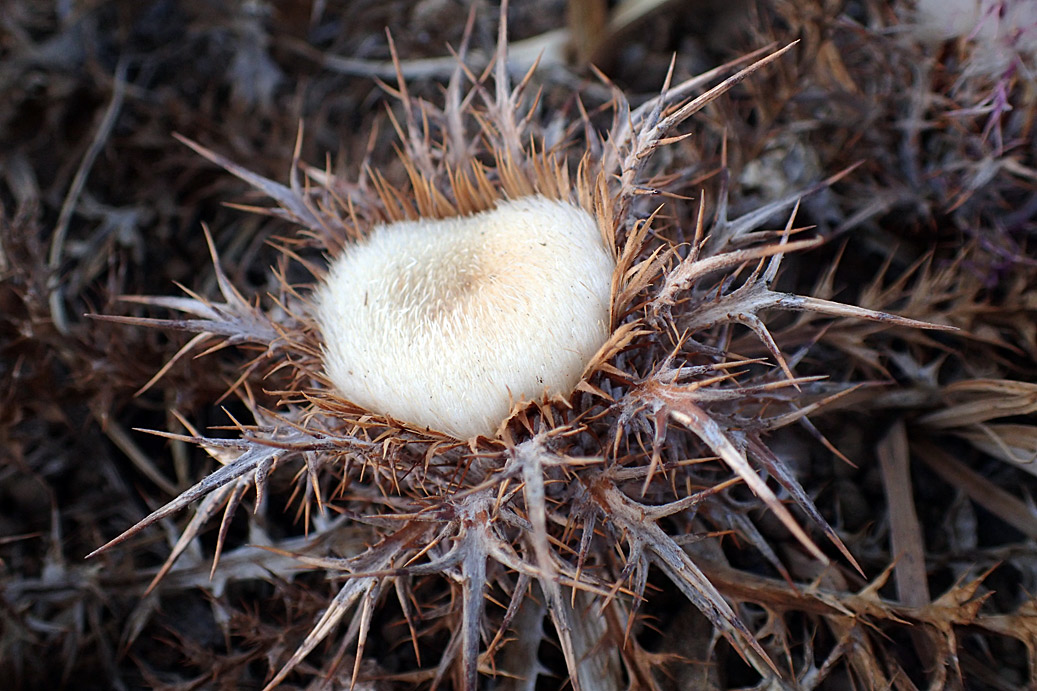 Изображение особи Carlina gummifera.