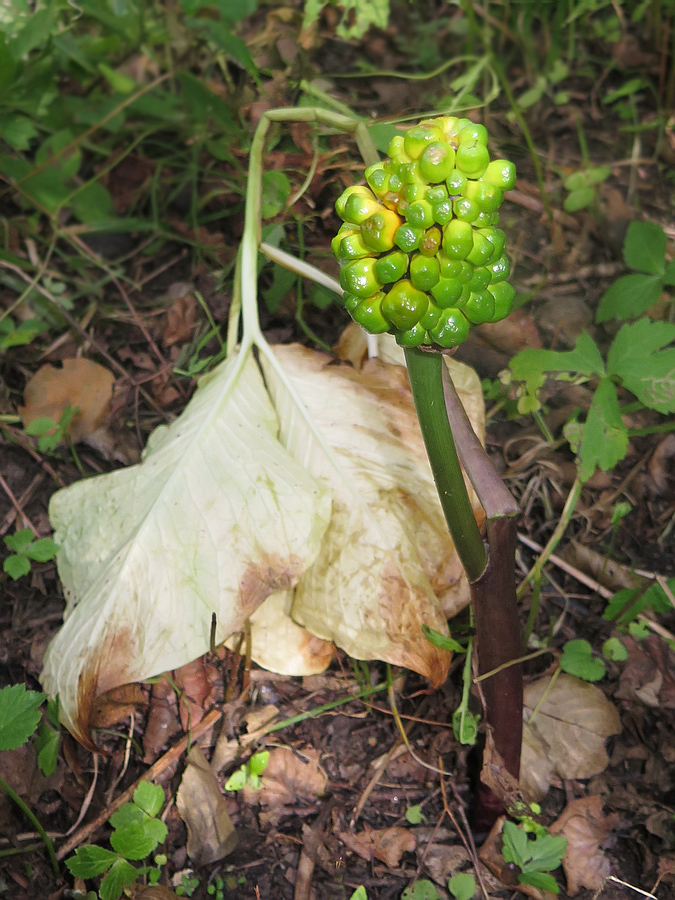 Image of Arisaema amurense specimen.
