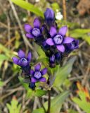 Gentianella auriculata