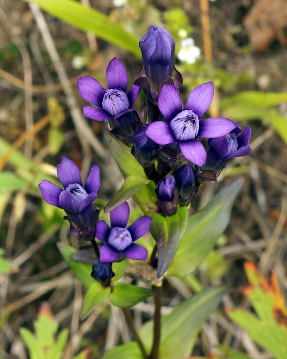 Image of Gentianella auriculata specimen.