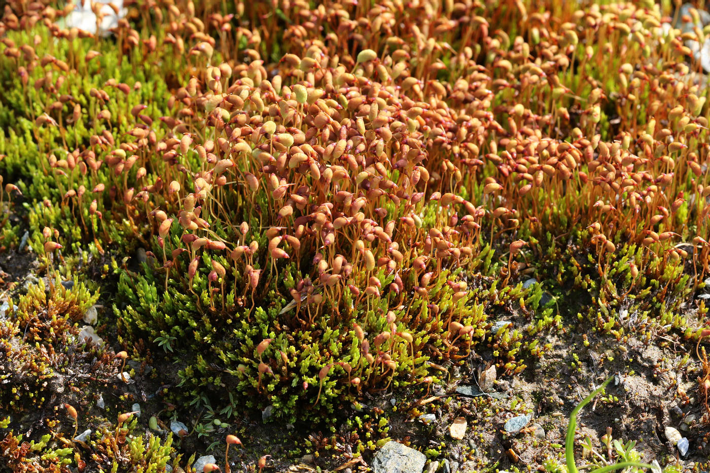 Image of genus Bryum specimen.