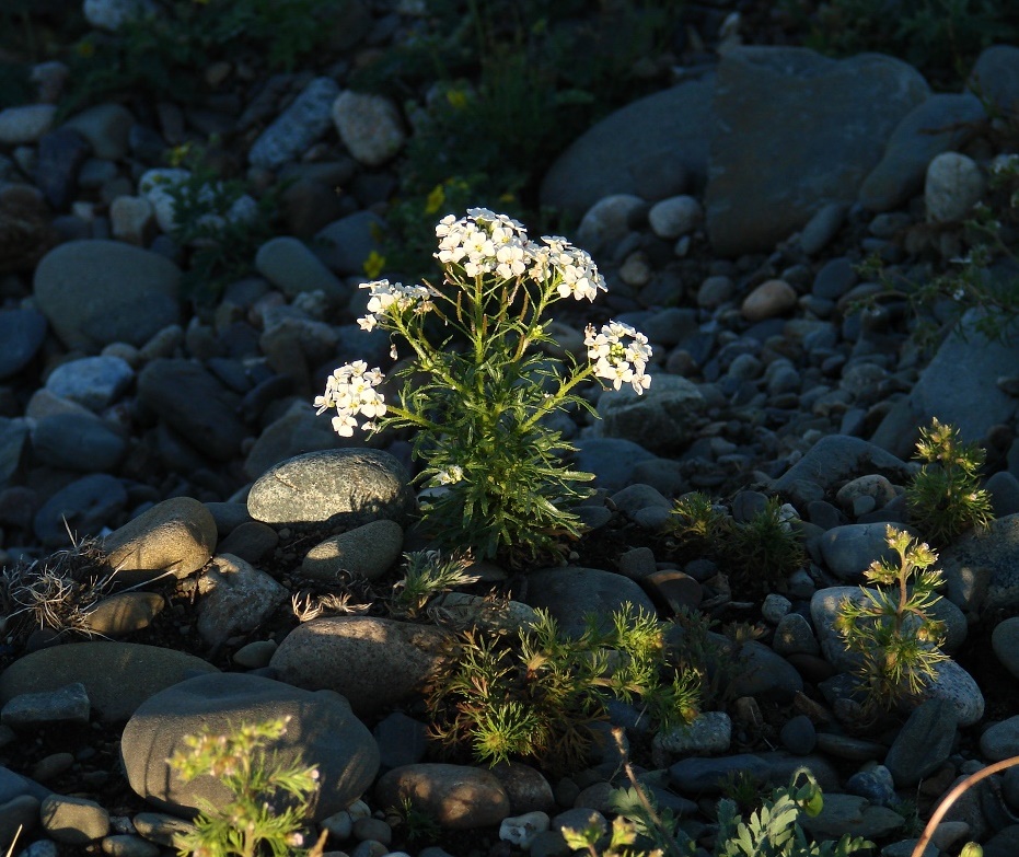 Изображение особи Dontostemon pinnatifidus.