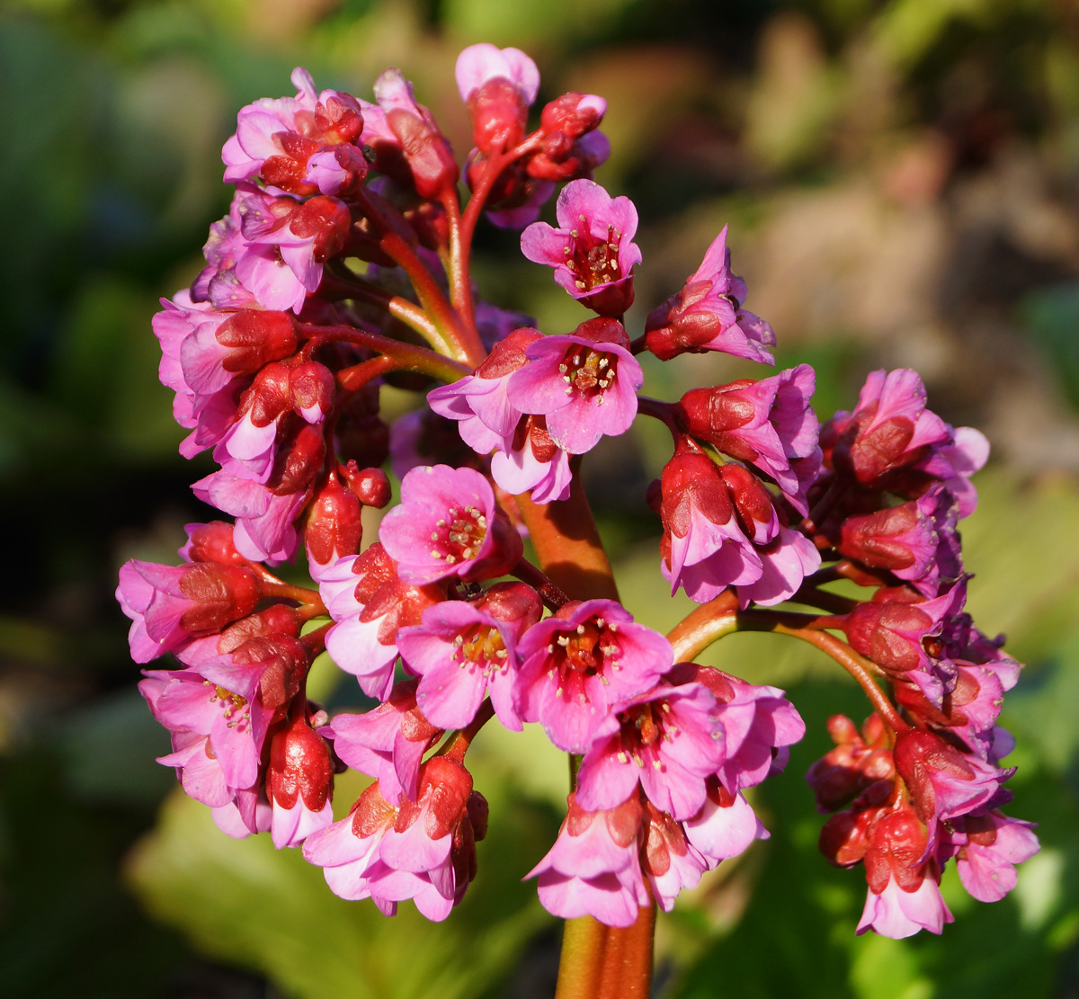 Изображение особи Bergenia crassifolia.