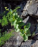 Hylotelephium caucasicum. Растение с формирующимся соцветием. Абхазия, Рицинский реликтовый национальный парк, северный берег озера Рица, ≈ 900 м н.у.м., на скале. 16.07.2017.