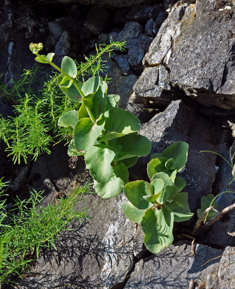 Image of Hylotelephium caucasicum specimen.