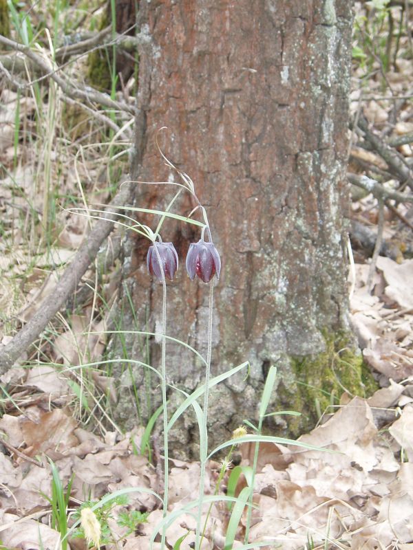 Image of Fritillaria ruthenica specimen.