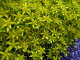 Sedum acre. Цветки и бутоны. Беларусь, Гродненская обл., Новогрудский р-н, Ладеникский сельсовет, дер. Городечно, зарастающая асфальтированная площадка. 19.06.2014.