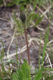 Trommsdorffia uniflora. Верхушка побега с нераскрывшимся соцветием. Чехия, Оломоуцкий край, природный заповедник Jeseníky, субальпийский луг, скальное обнажение. 15.06.2017.