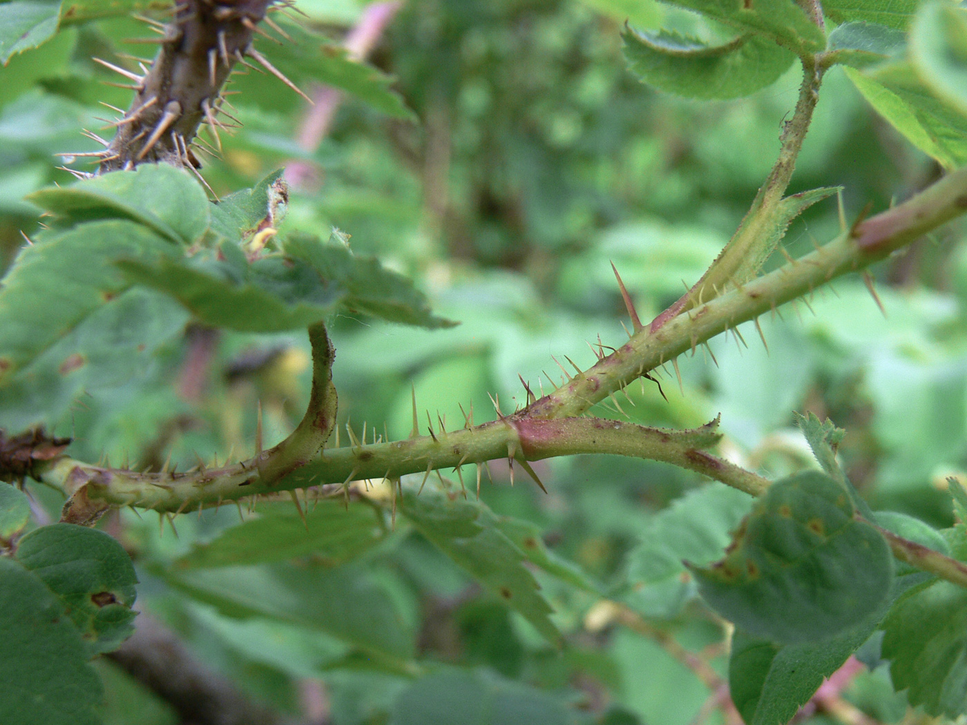 Image of Rosa acicularis specimen.