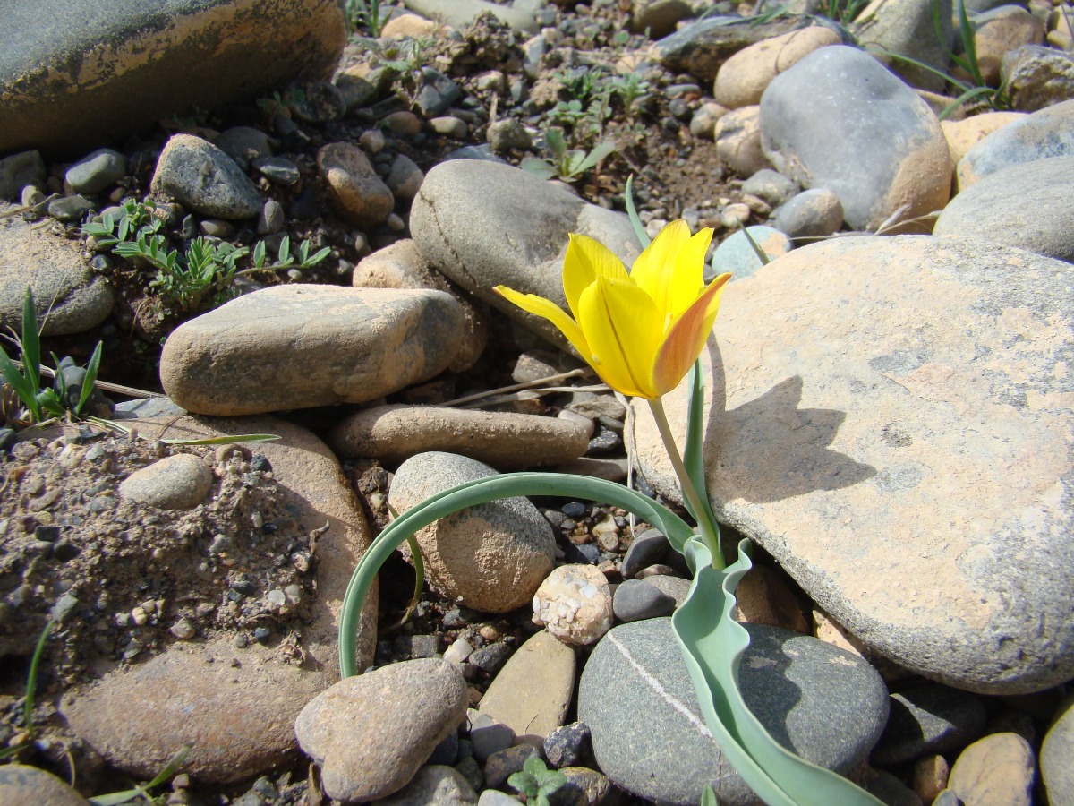 Image of Tulipa platystemon specimen.