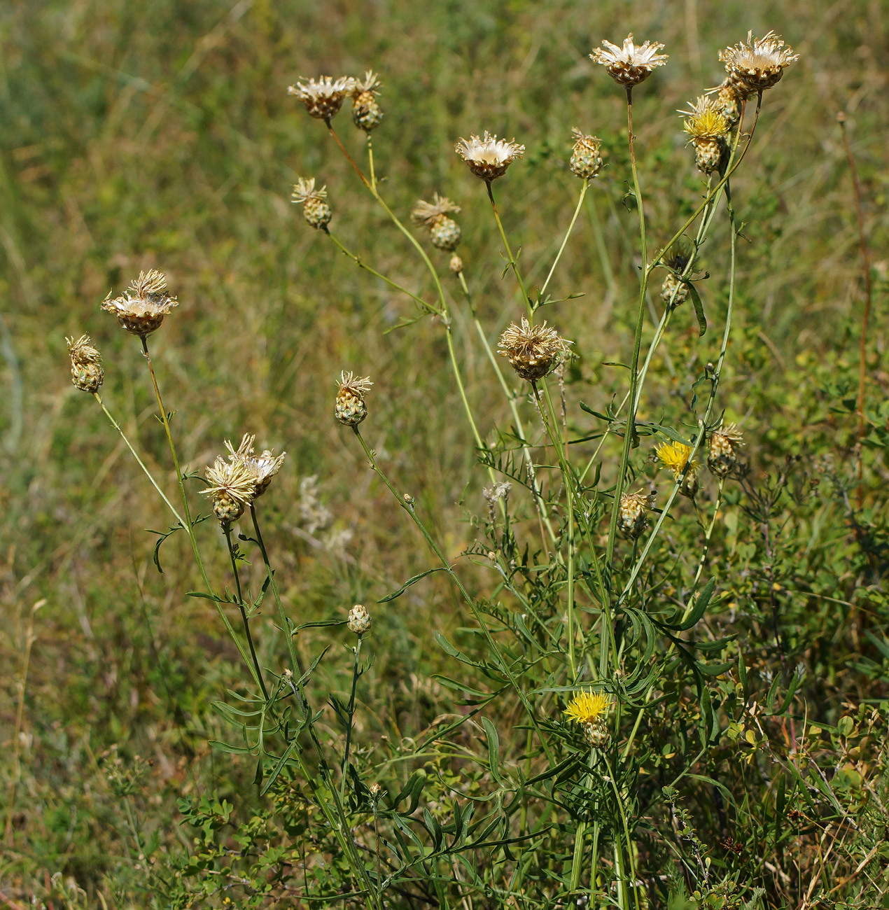 Image of Centaurea orientalis specimen.