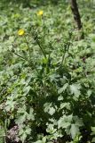 род Ranunculus