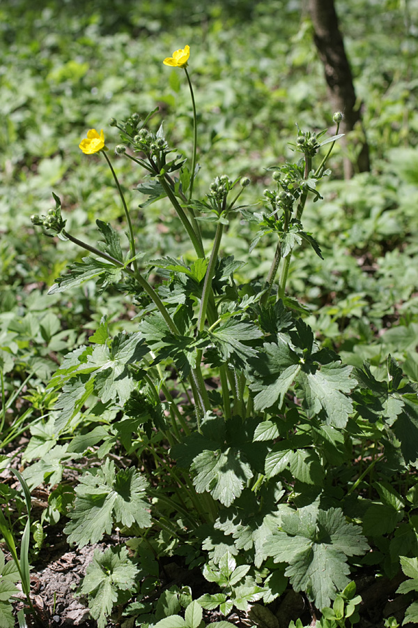 Изображение особи род Ranunculus.