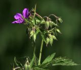 Image of taxon representative. Author is Виталий Гуменюк