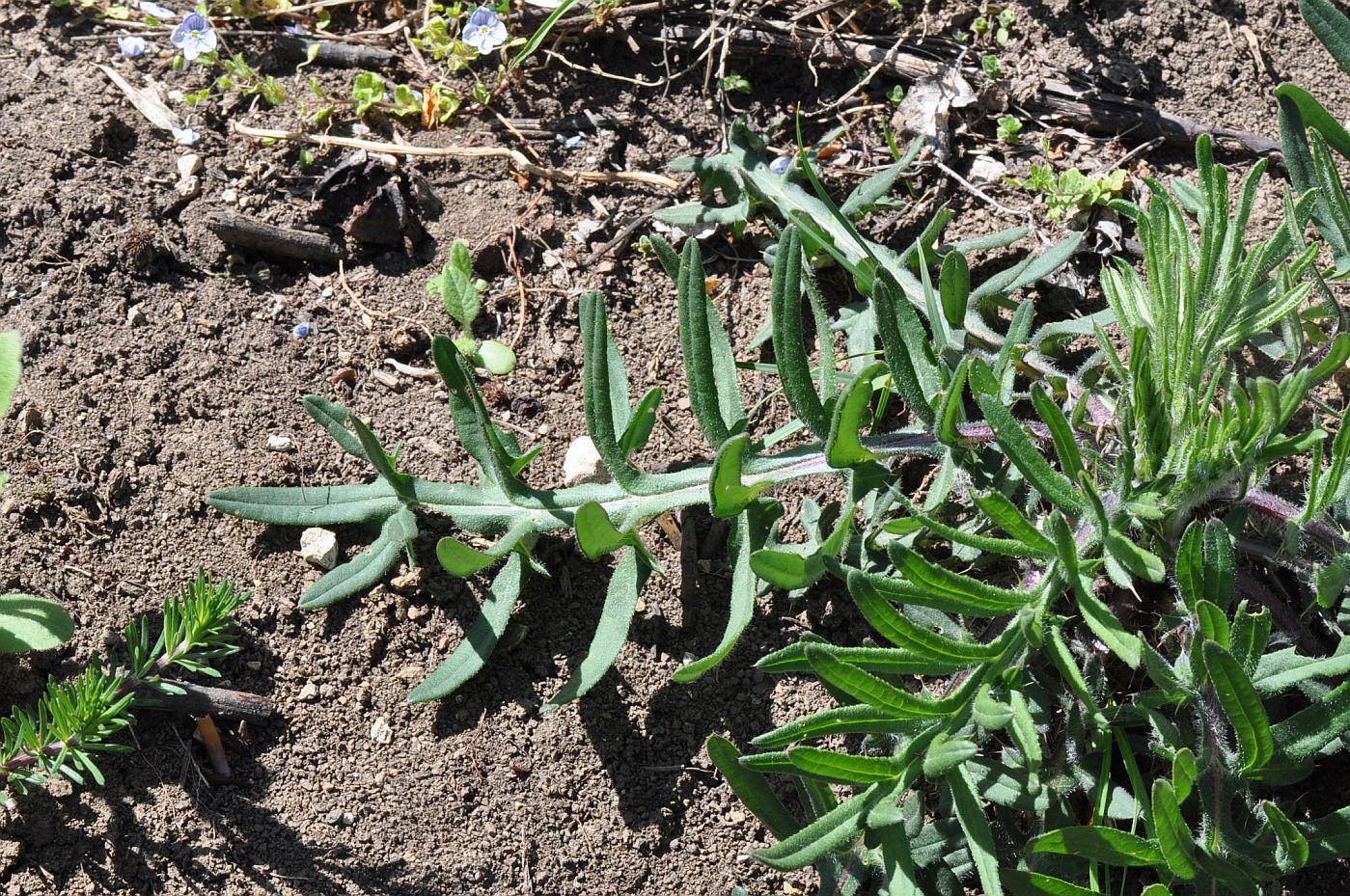 Изображение особи род Cirsium.