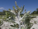 Gnaphalium rossicum