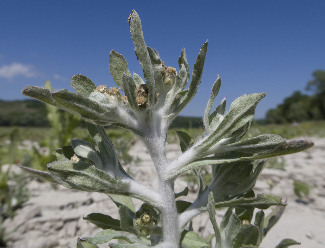 Image of Gnaphalium rossicum specimen.