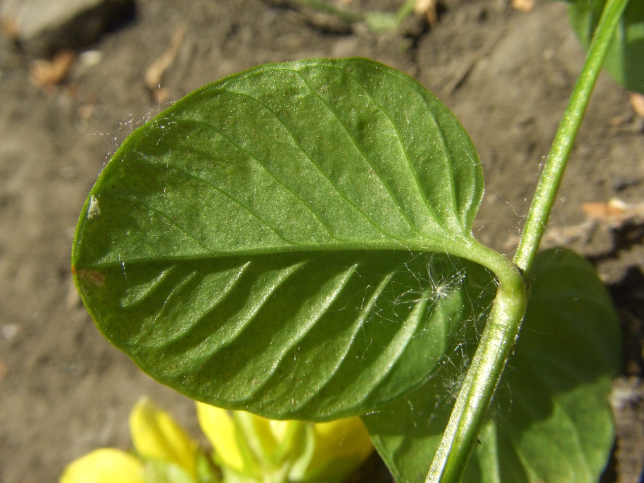 Изображение особи Lysimachia nummularia.