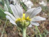 Anthemis ruthenica