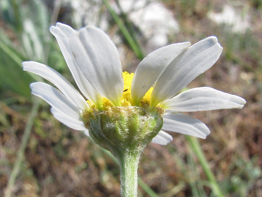 Image of Anthemis ruthenica specimen.