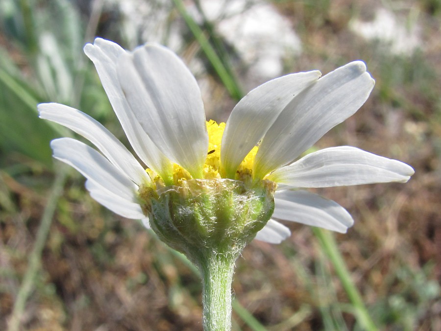 Изображение особи Anthemis ruthenica.