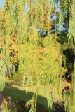 Cupressus cashmeriana