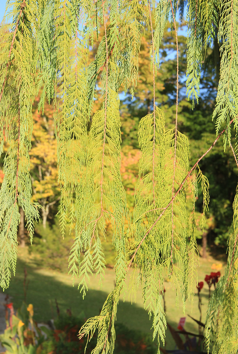 Image of Cupressus cashmeriana specimen.