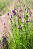 Allium schoenoprasum