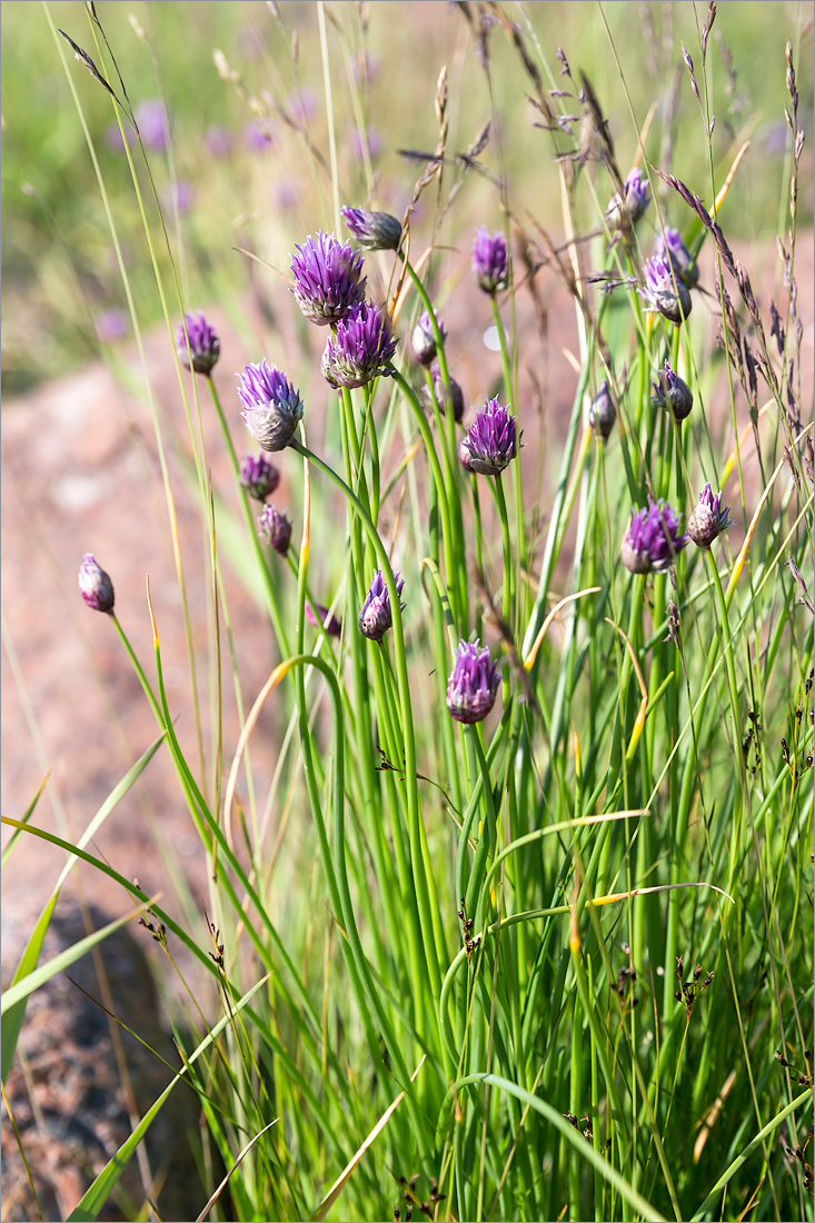 Изображение особи Allium schoenoprasum.