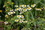 Pyrethrum parthenium. Верхушка цветущего растения. Санкт-Петербург, Старый Петергоф, парк \"Сергиевка\", цветник с элементами рокария и альпийской горки. 17.09.2017.