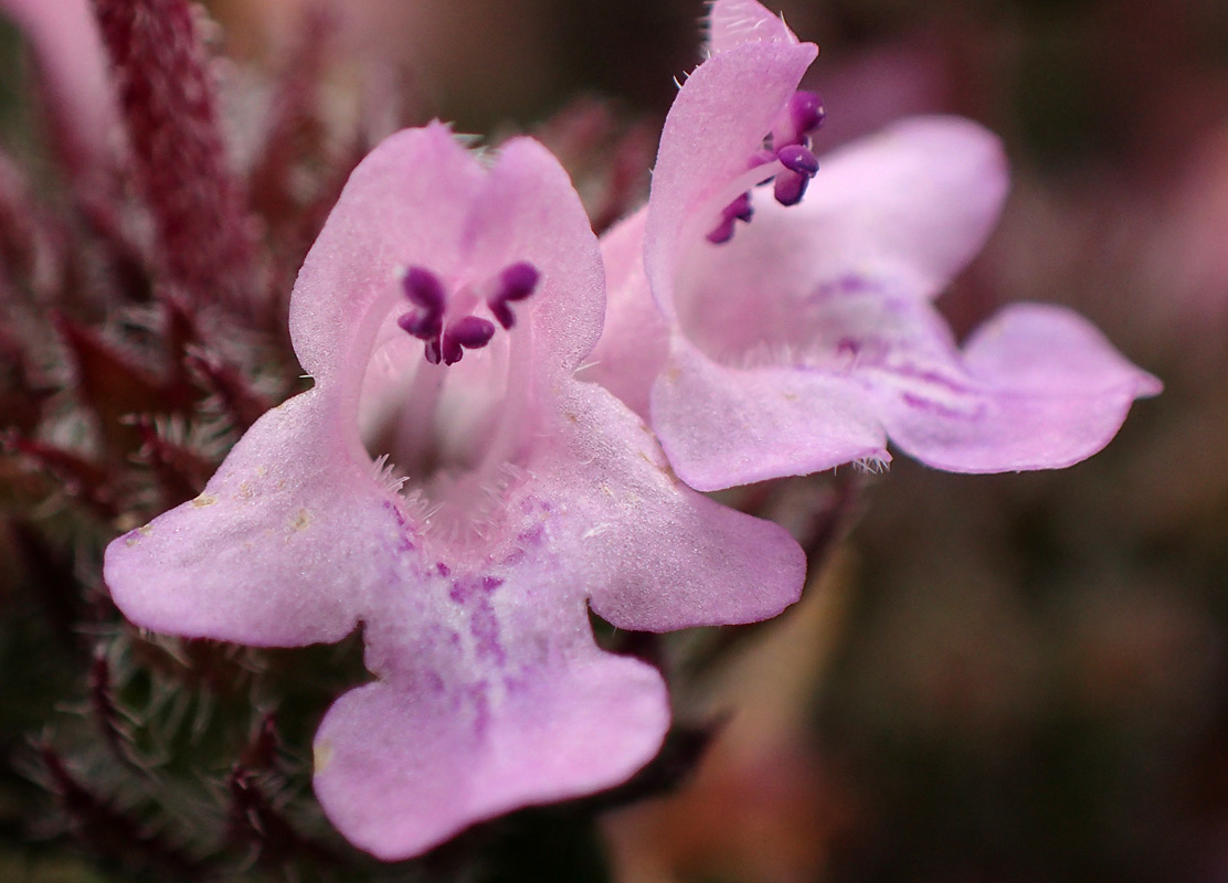 Изображение особи Thymus comptus.