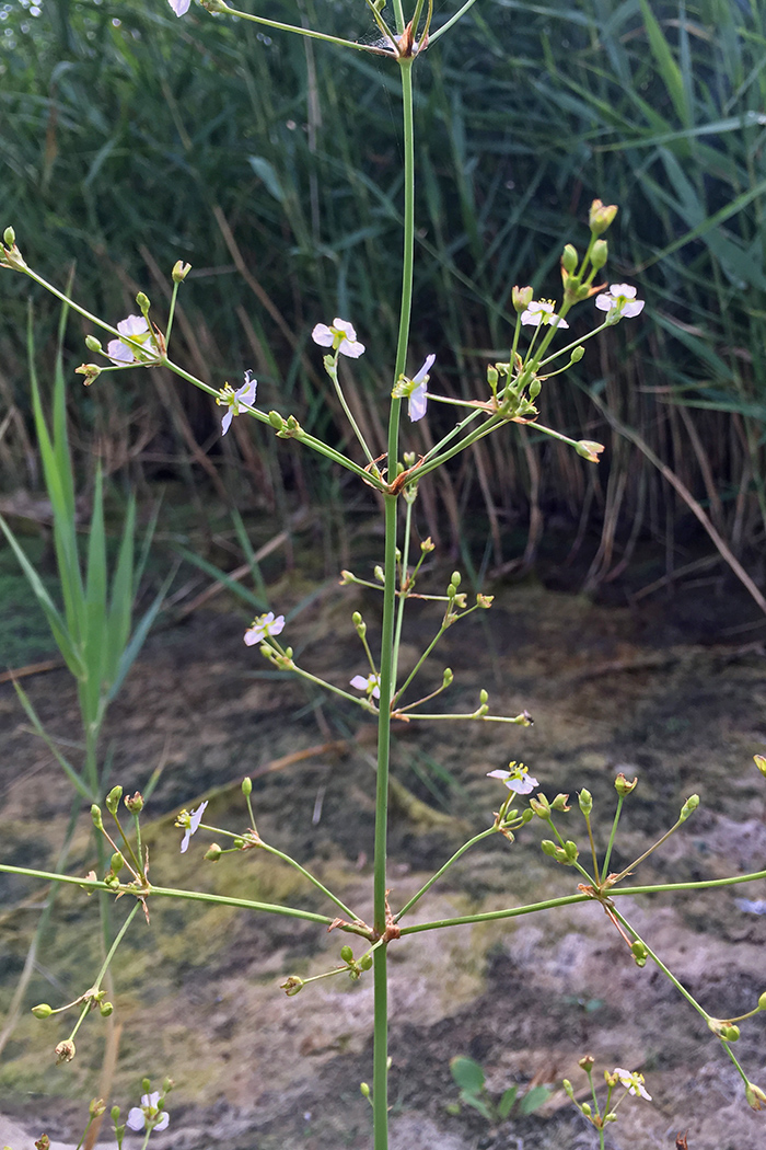 Image of Alisma plantago-aquatica specimen.