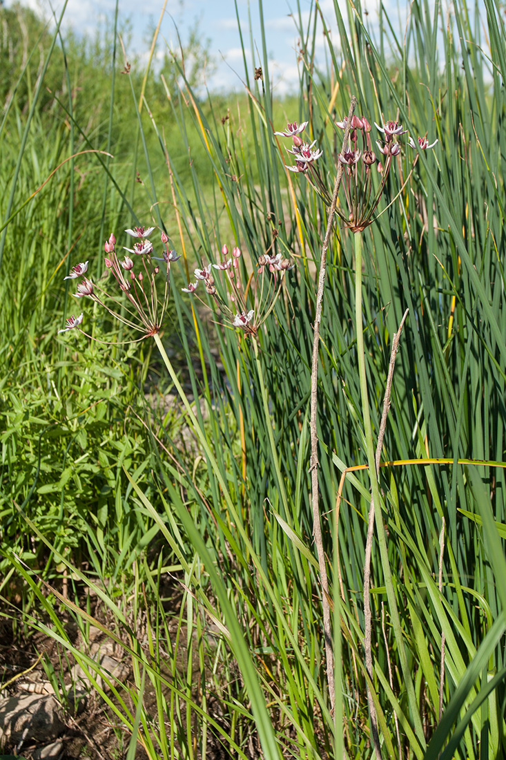 Изображение особи Butomus umbellatus.