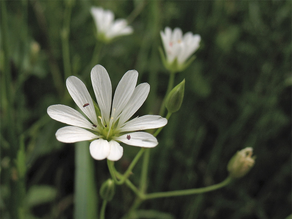 Изображение особи Stellaria palustris.