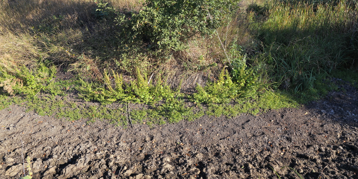 Изображение особи Oxybasis chenopodioides.