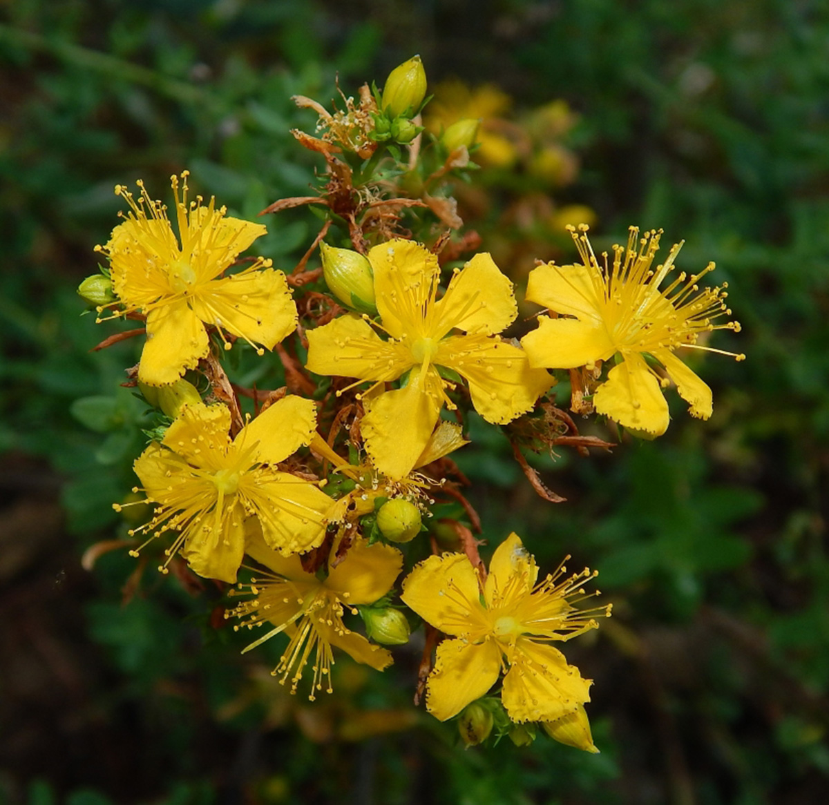 Изображение особи Hypericum perforatum.