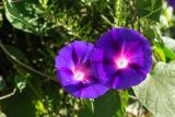 Ipomoea purpurea. Цветки. Крым, пос. Партенит, в культуре. 20.09.2018.