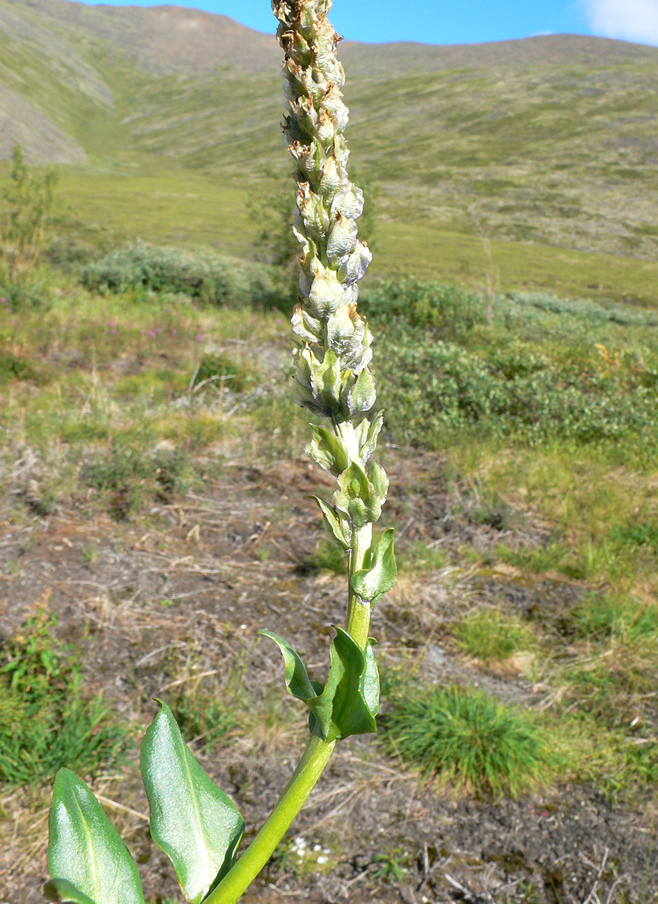 Image of Lagotis minor specimen.