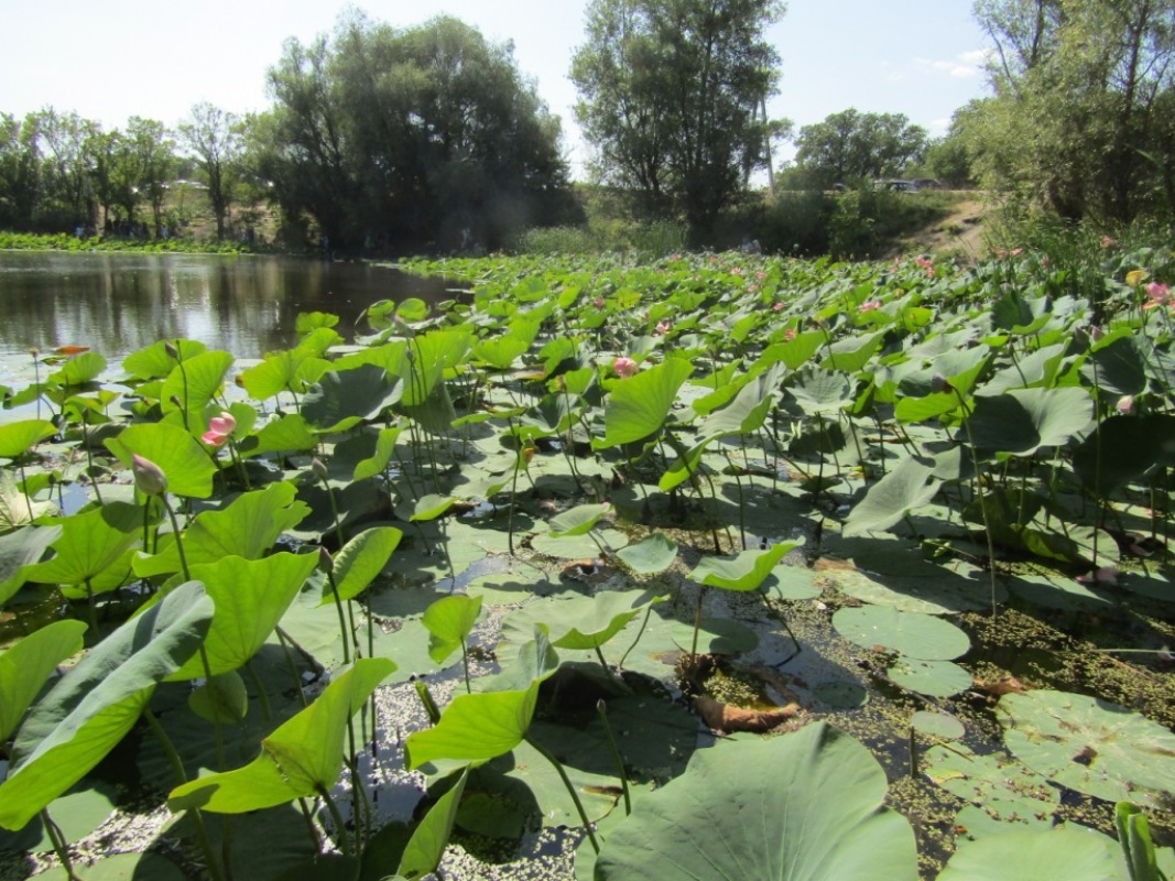 Image of Nelumbo caspica specimen.