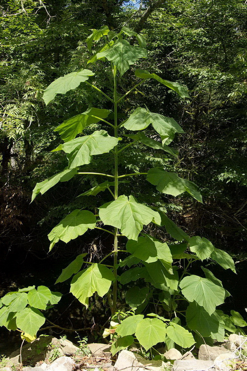 Image of Paulownia tomentosa specimen.