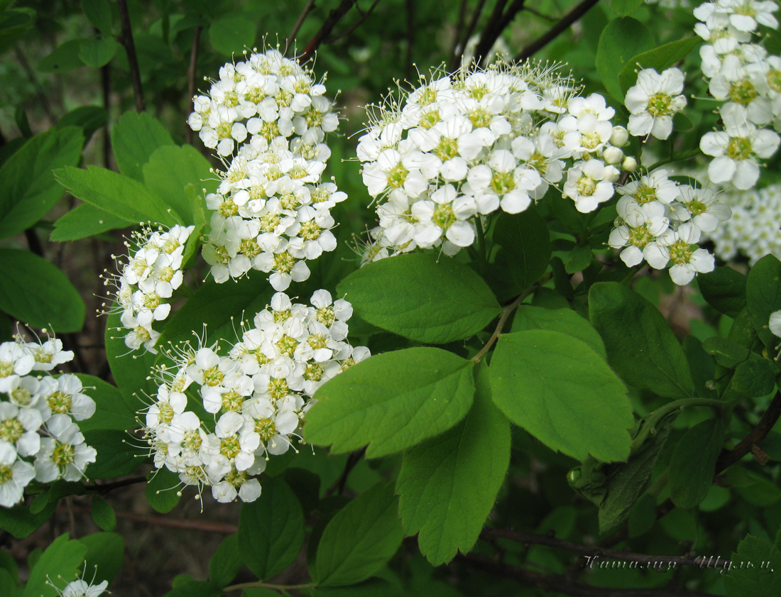 Изображение особи Spiraea media.