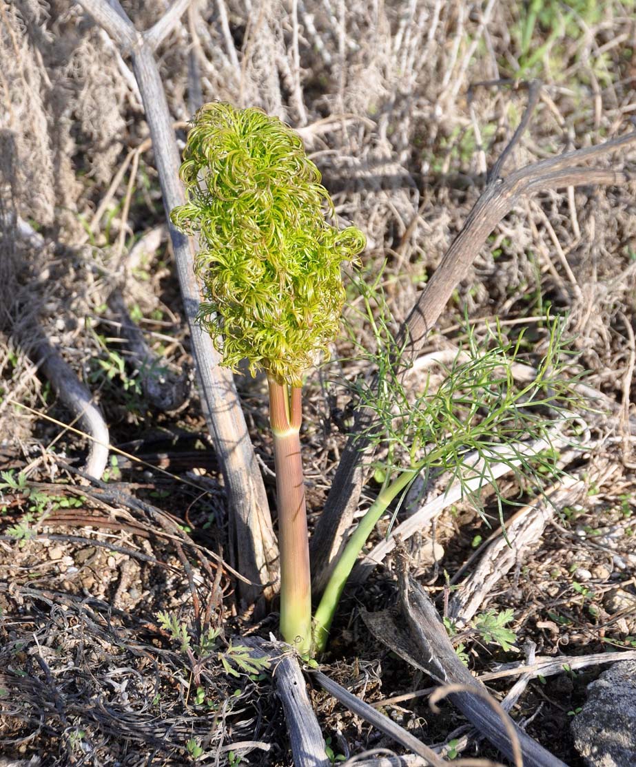 Изображение особи Ferula communis.