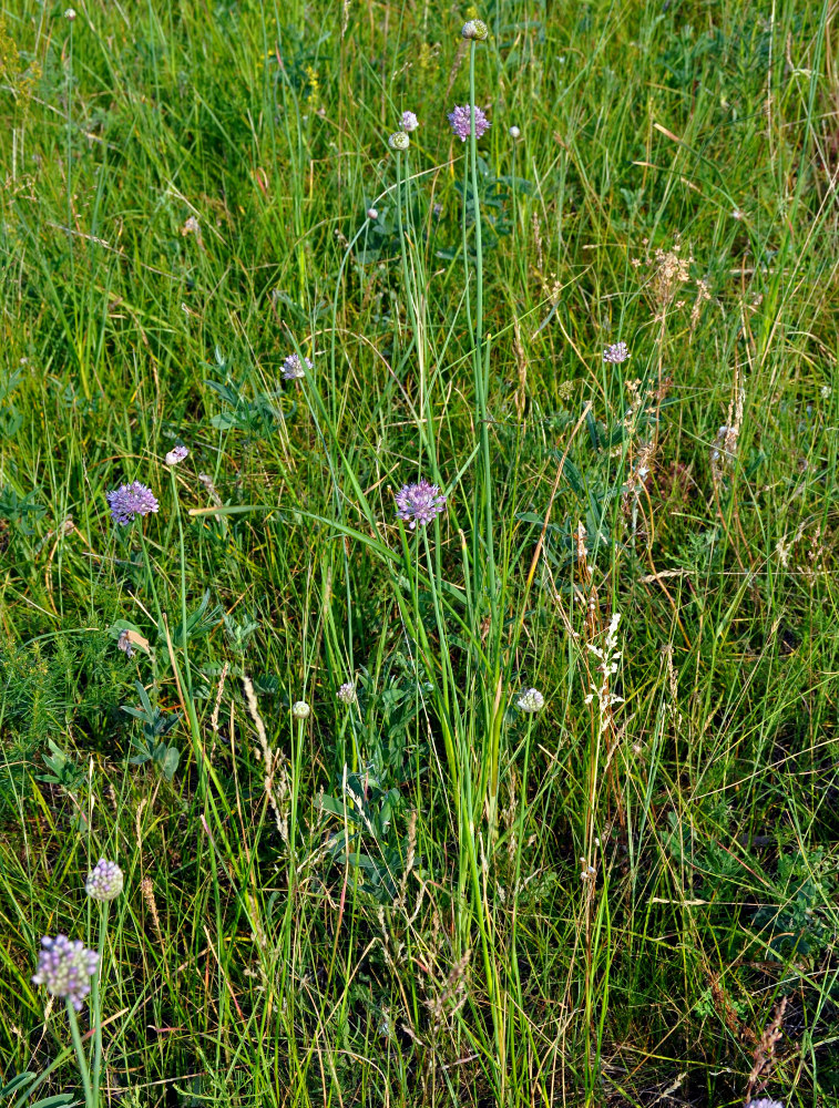 Image of Allium strictum specimen.