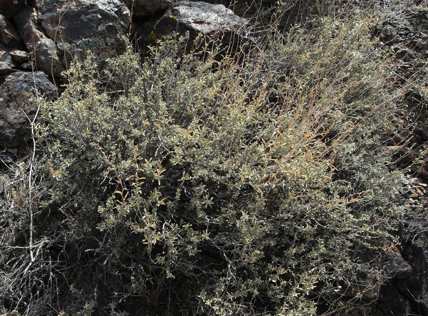 Image of Atriplex cana specimen.