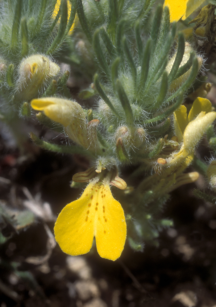 Image of Ajuga chia specimen.