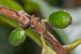 Coffea arabica. Часть побега с незрелыми плодами. Танзания, автономия Занзибар, о-в Унгуджа, Urban/West Region, ферма специй \"Tangavizi\". 27.10.2018.