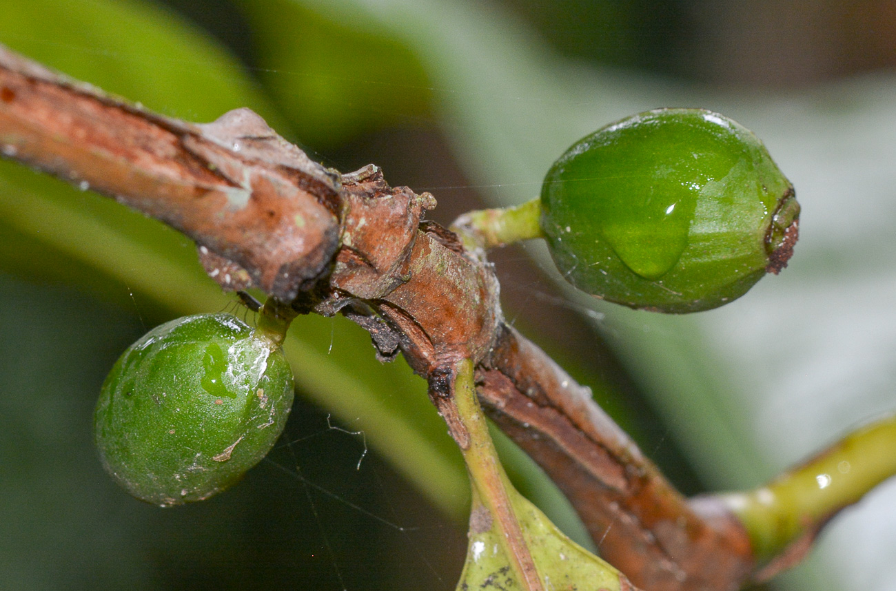 Image of Coffea arabica specimen.