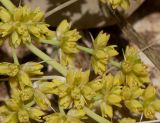 Lomandra longifolia